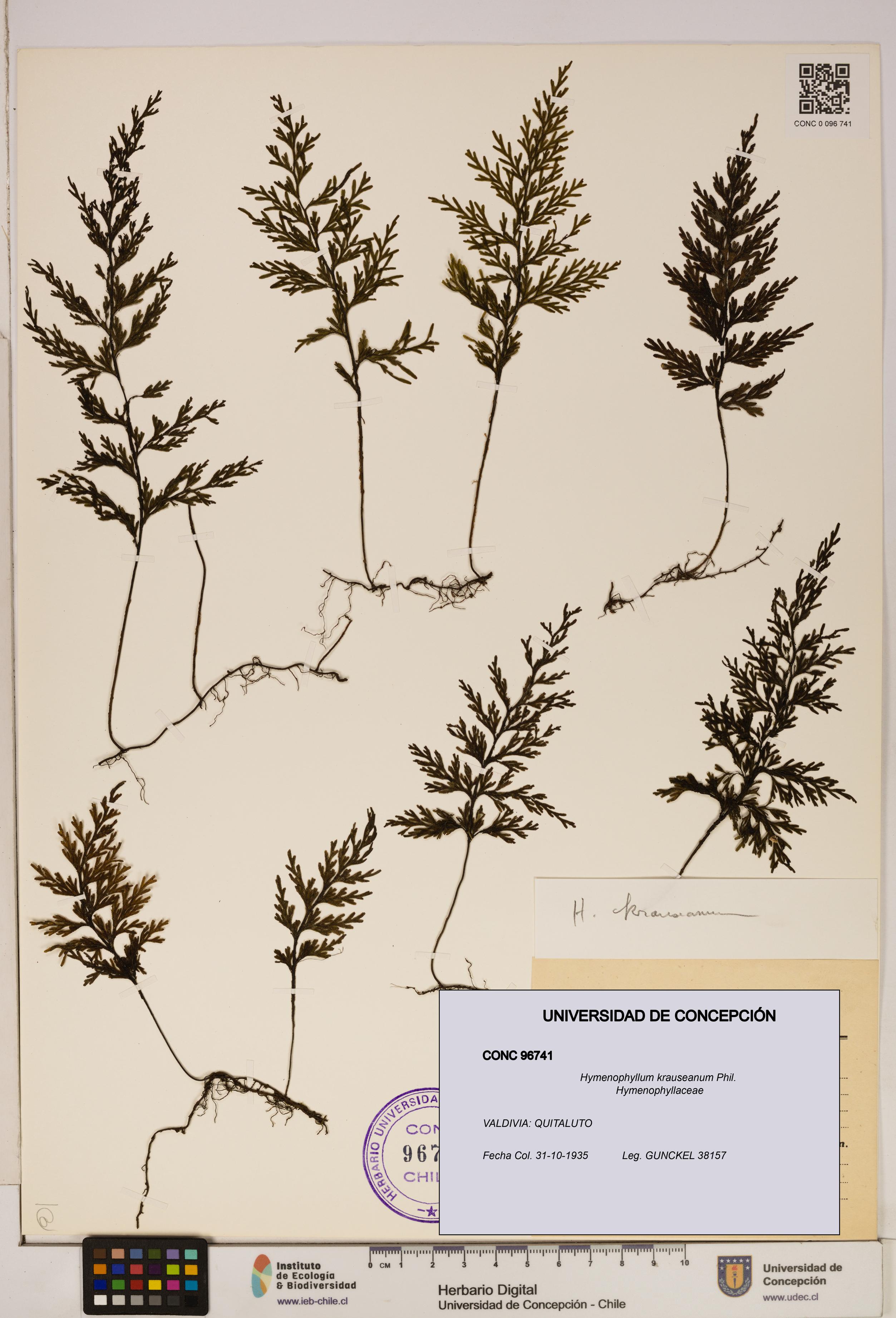 Hymenophyllum krauseanum [Espécimen: ]