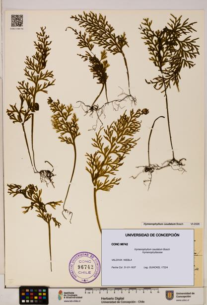 Hymenophyllum caudatum [Espécimen: UDEC:CONC:0096742]