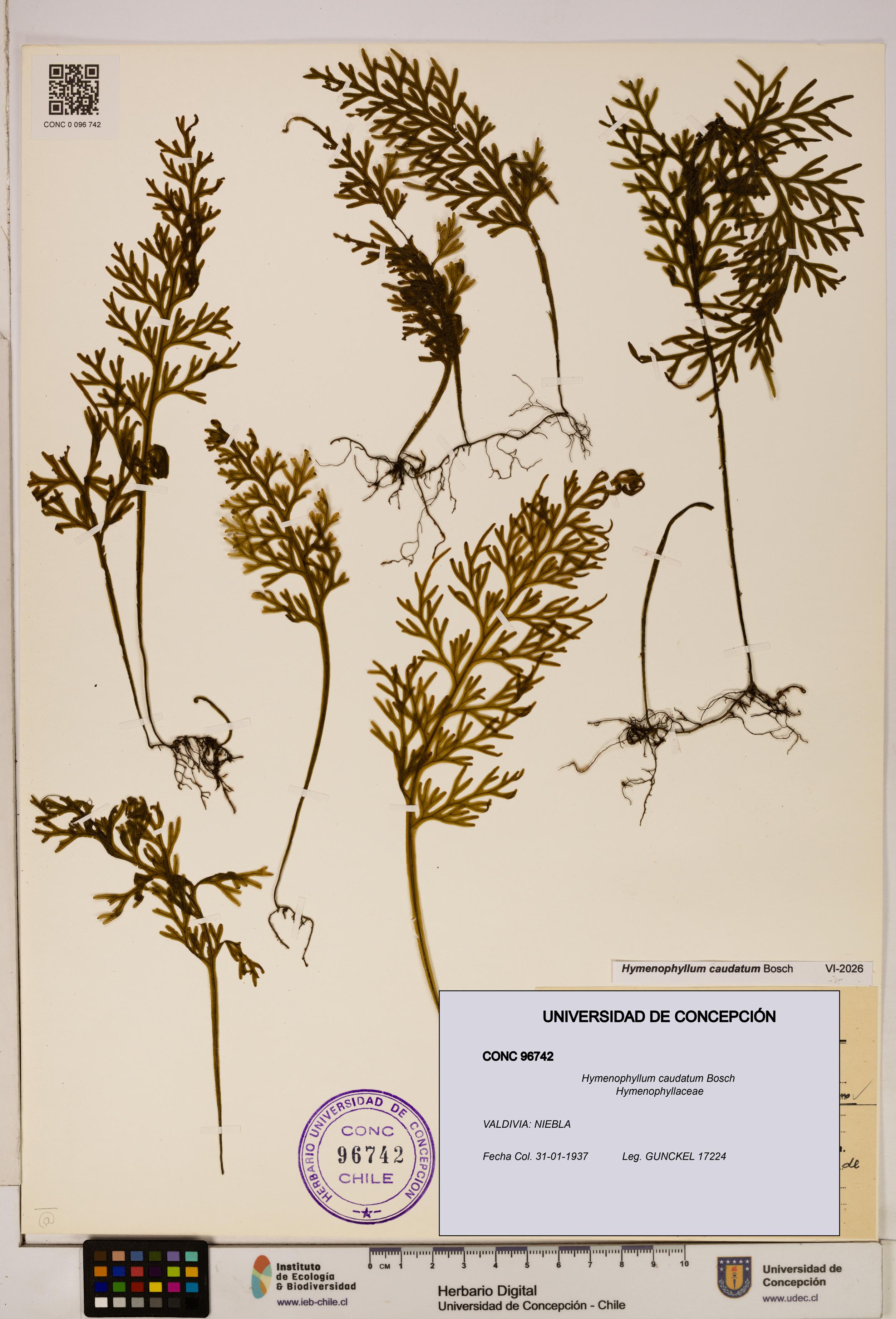 Hymenophyllum caudatum [Espécimen: UDEC:CONC:0096742]