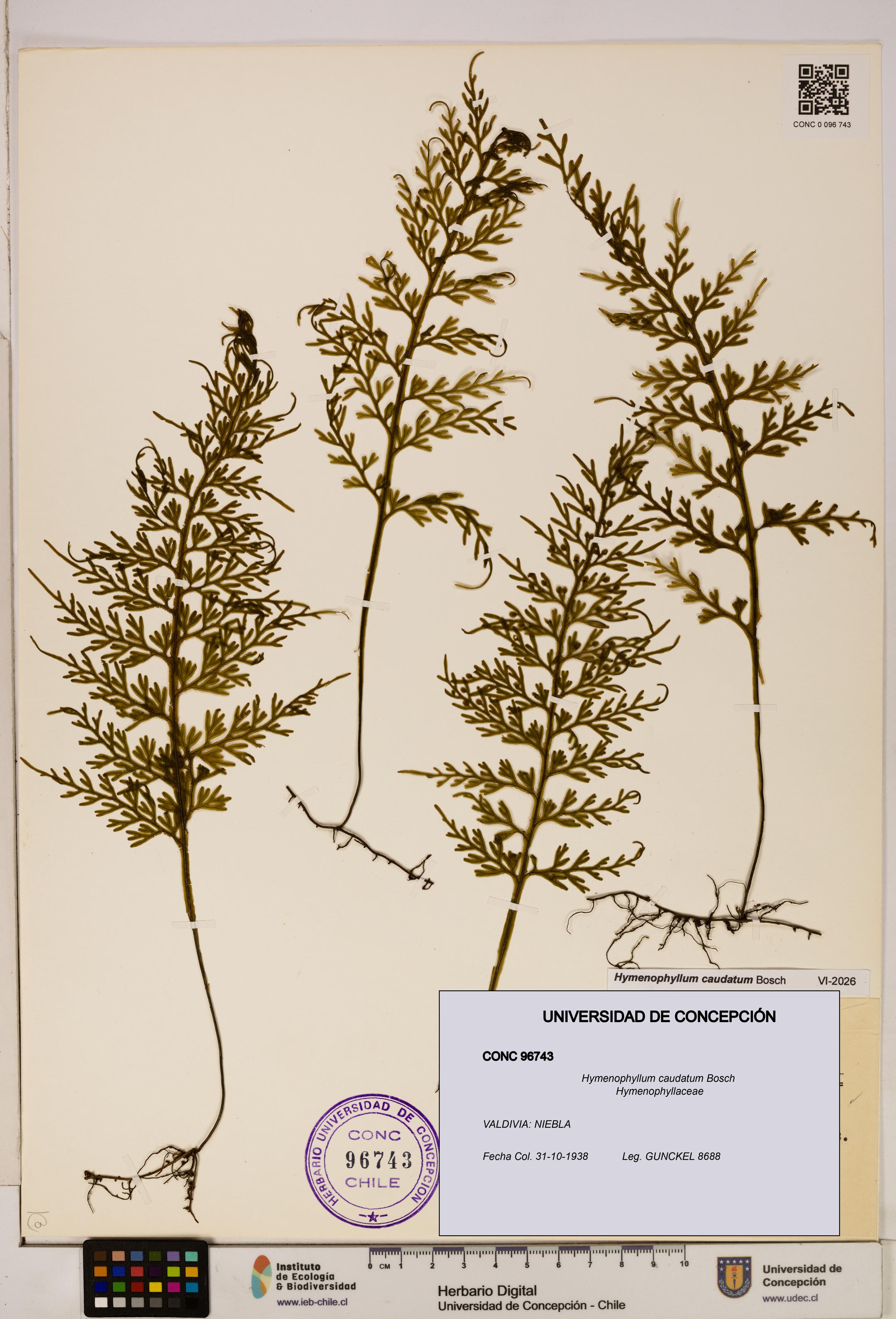 Hymenophyllum caudatum [Espécimen: UDEC:CONC:0096743]