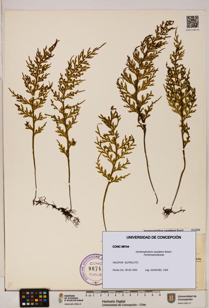Hymenophyllum caudatum [Espécimen: UDEC:CONC:0096744]