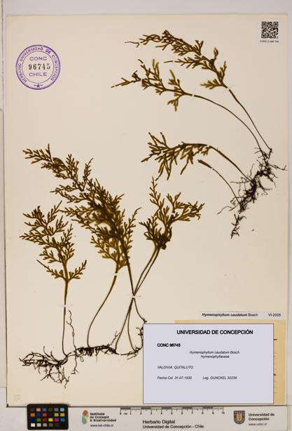 Hymenophyllum caudatum [Espécimen: UDEC:CONC:0096745]