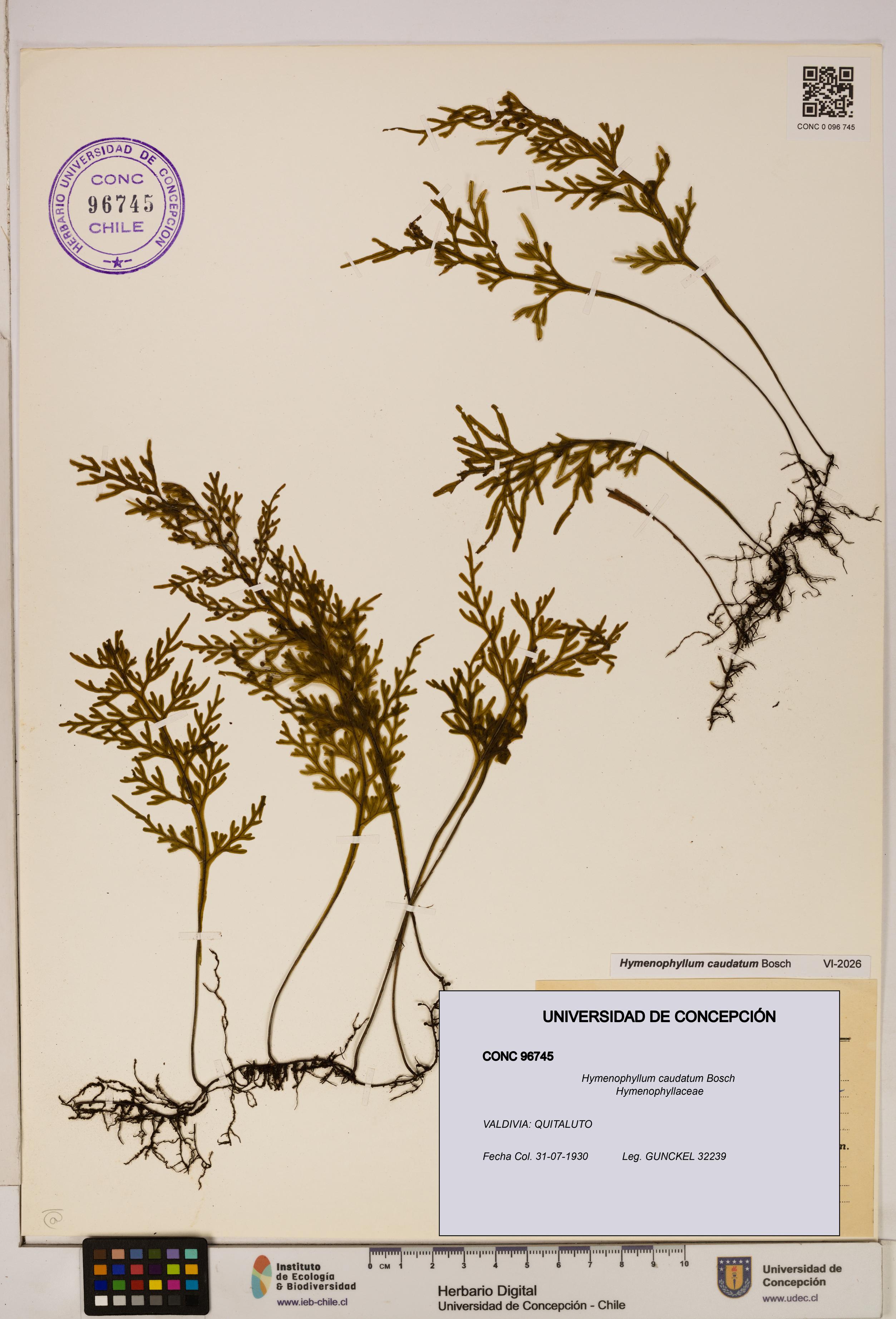 Hymenophyllum caudatum [Espécimen: UDEC:CONC:0096745]