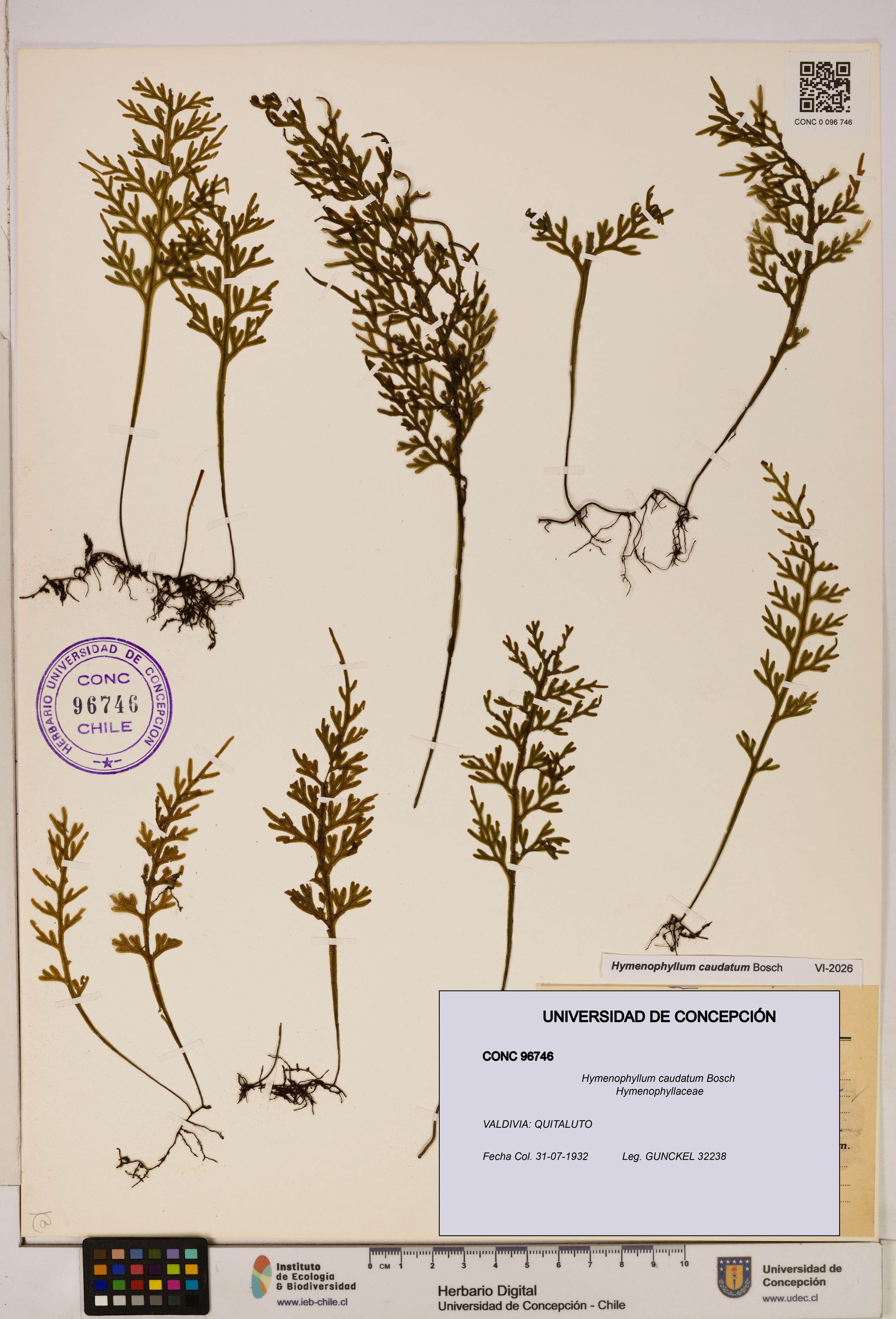 Hymenophyllum caudatum [Espécimen: UDEC:CONC:0096746]