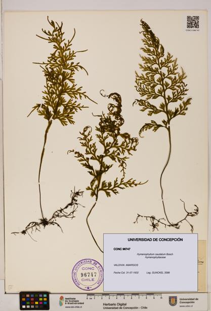 Hymenophyllum caudatum [Espécimen: UDEC:CONC:0096747]