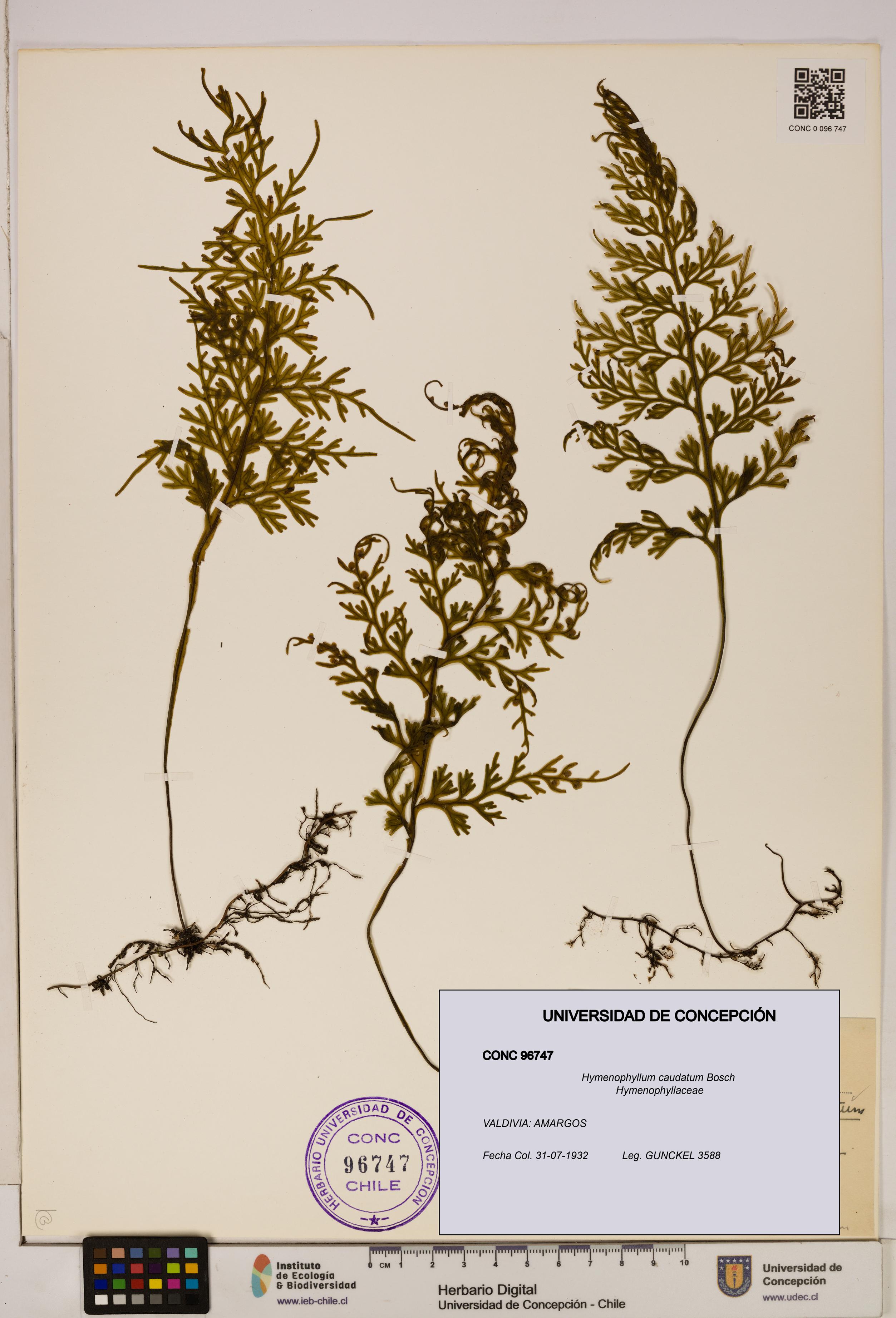 Hymenophyllum caudatum [Espécimen: UDEC:CONC:0096747]