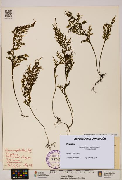 Hymenophyllum caudatum [Espécimen: UDEC:CONC:0096748]