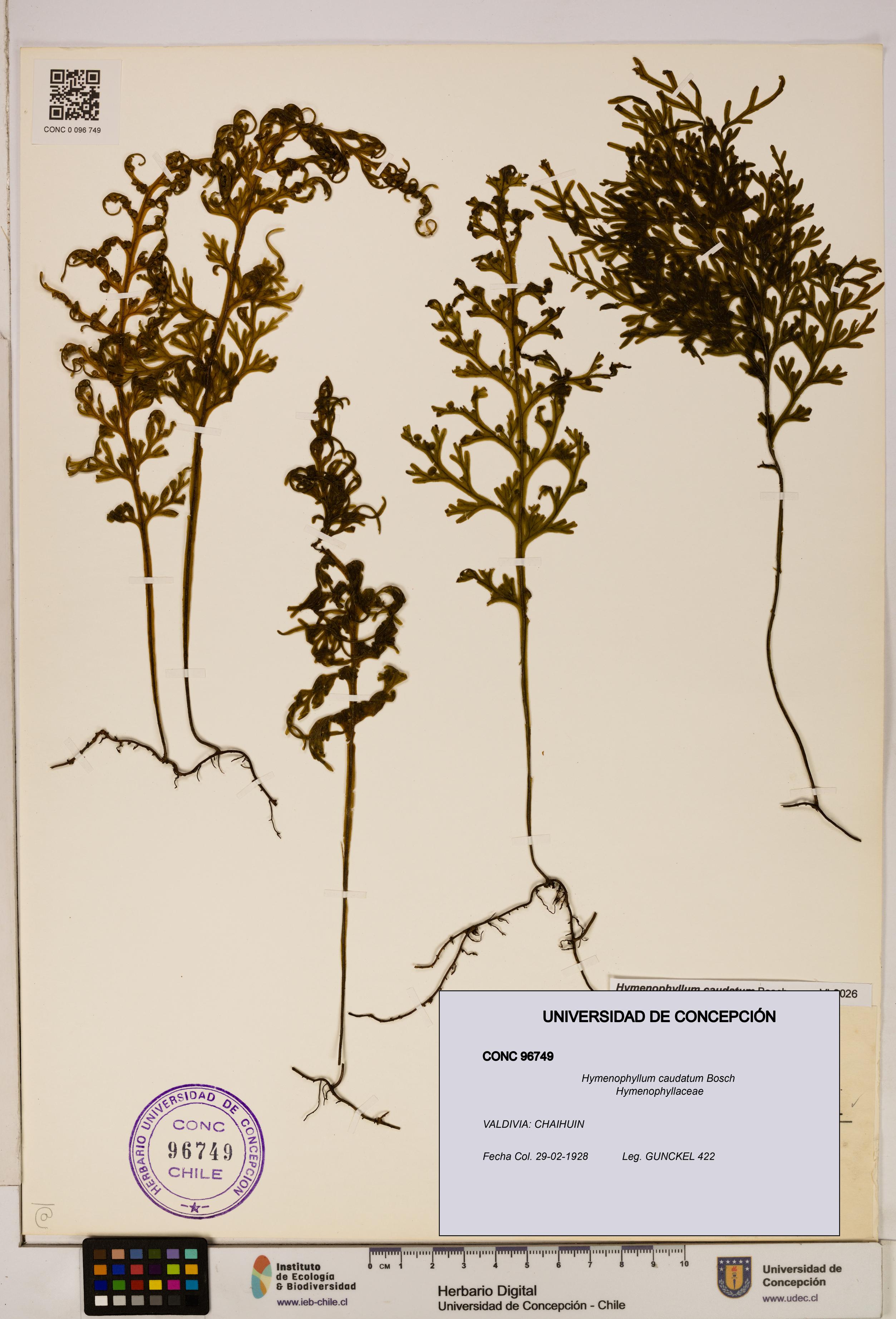 Hymenophyllum caudatum [Espécimen: UDEC:CONC:0096749]