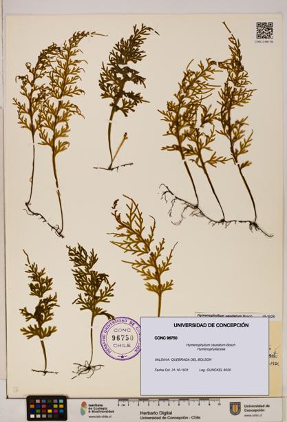 Hymenophyllum caudatum [Espécimen: UDEC:CONC:0096750]