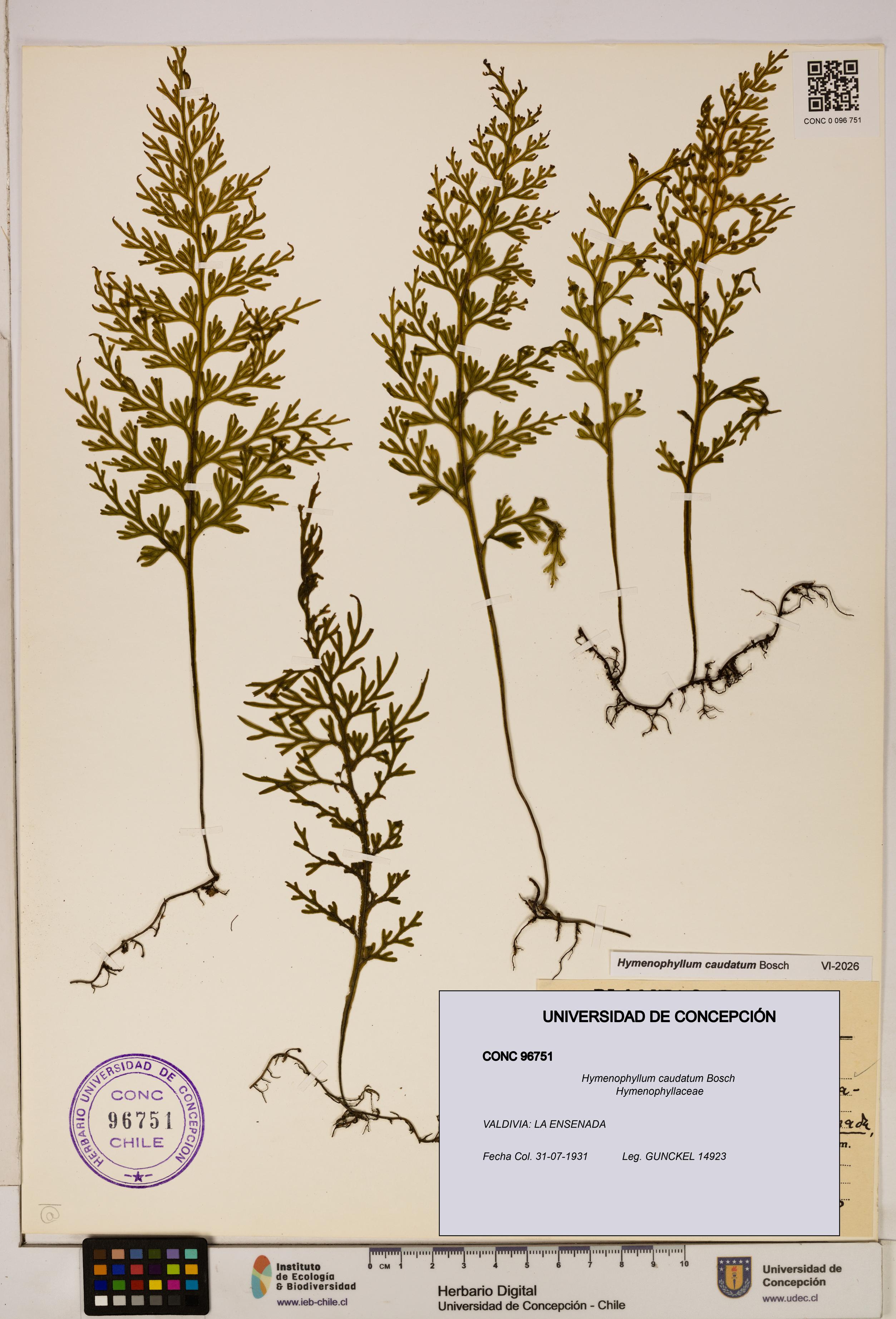 Hymenophyllum caudatum [Espécimen: UDEC:CONC:0096751]