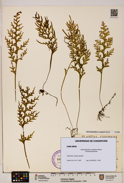 Hymenophyllum caudatum [Espécimen: UDEC:CONC:0096752]