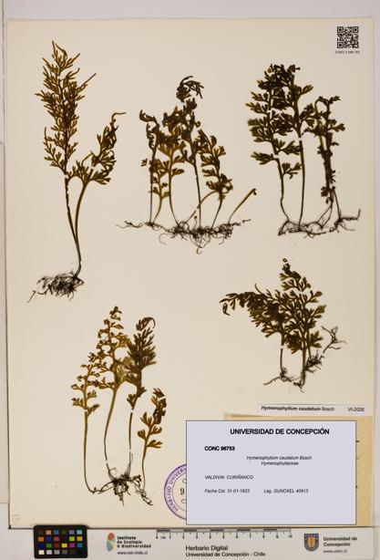 Hymenophyllum caudatum [Espécimen: UDEC:CONC:0096753]