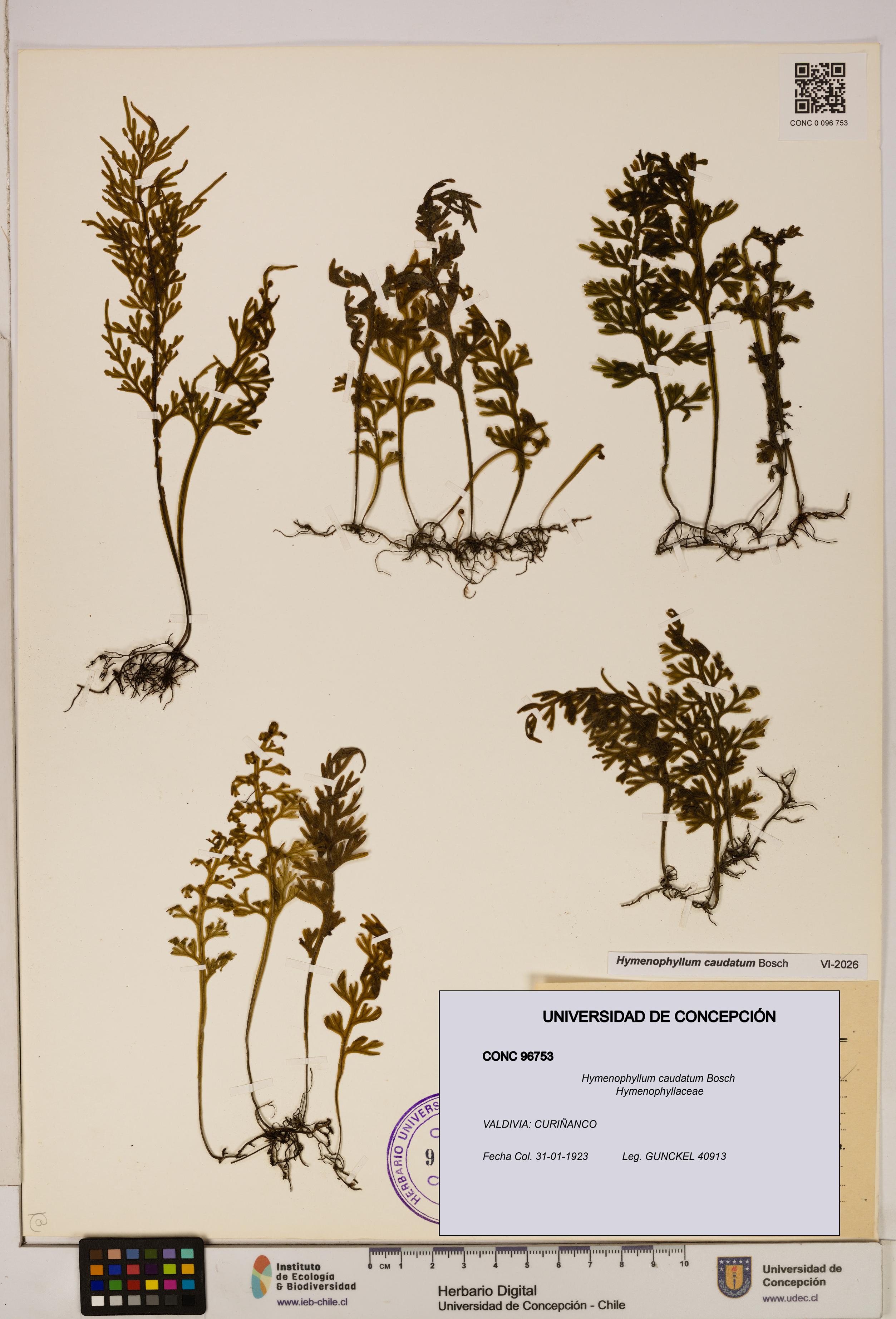 Hymenophyllum caudatum [Espécimen: UDEC:CONC:0096753]