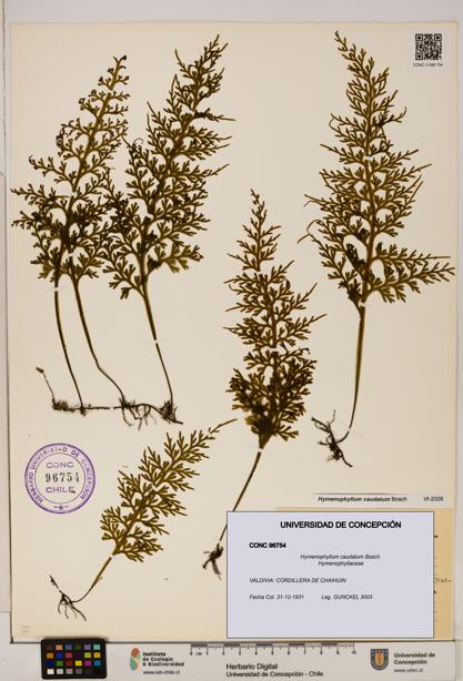 Hymenophyllum caudatum [Espécimen: UDEC:CONC:0096754]