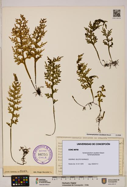 Hymenophyllum caudatum [Espécimen: UDEC:CONC:0096755]