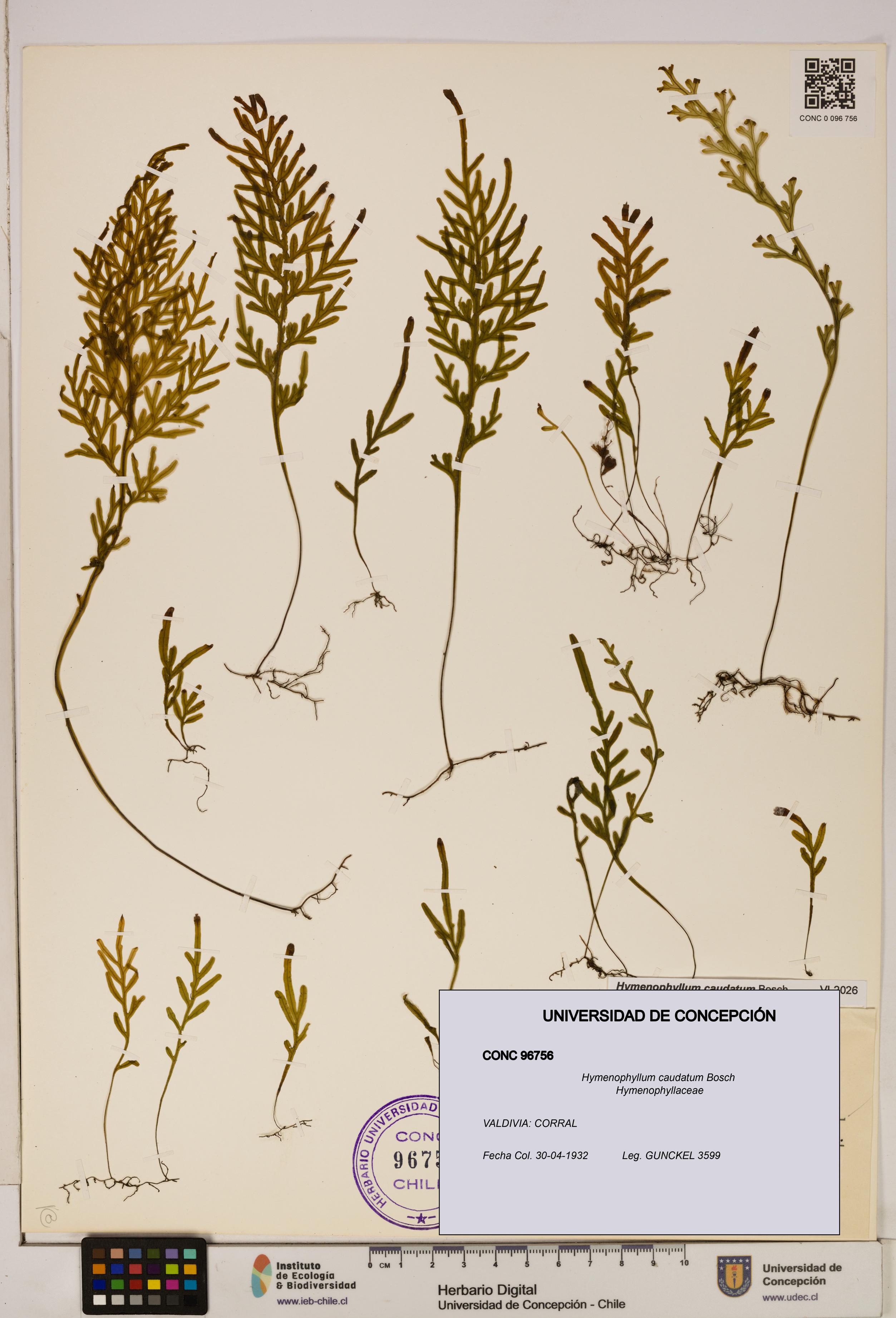 Hymenophyllum caudatum [Espécimen: UDEC:CONC:0096756]
