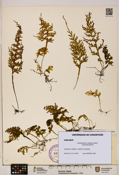 Hymenophyllum caudatum [Espécimen: UDEC:CONC:0096757]