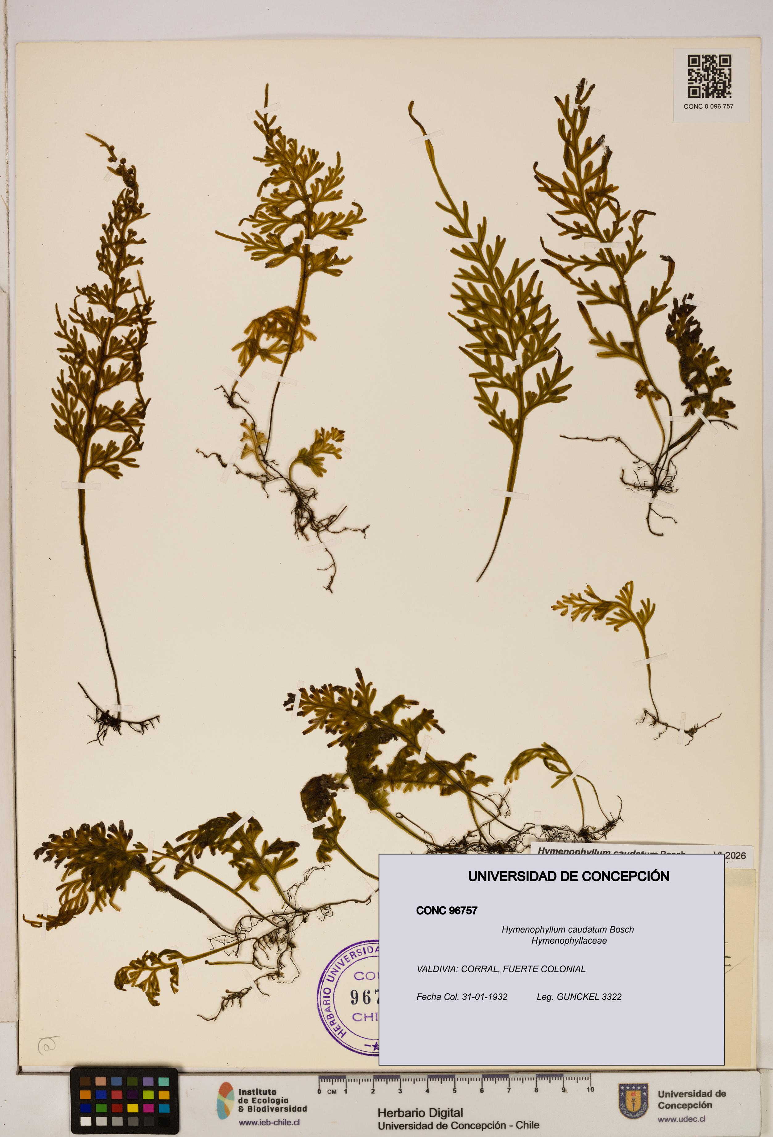 Hymenophyllum caudatum [Espécimen: UDEC:CONC:0096757]