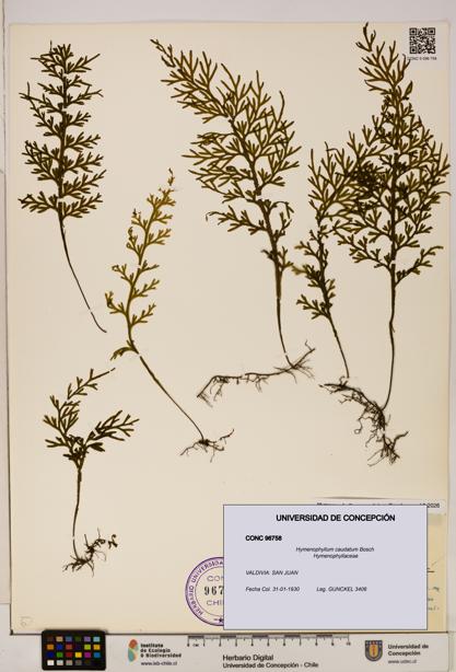 Hymenophyllum caudatum [Espécimen: UDEC:CONC:0096758]