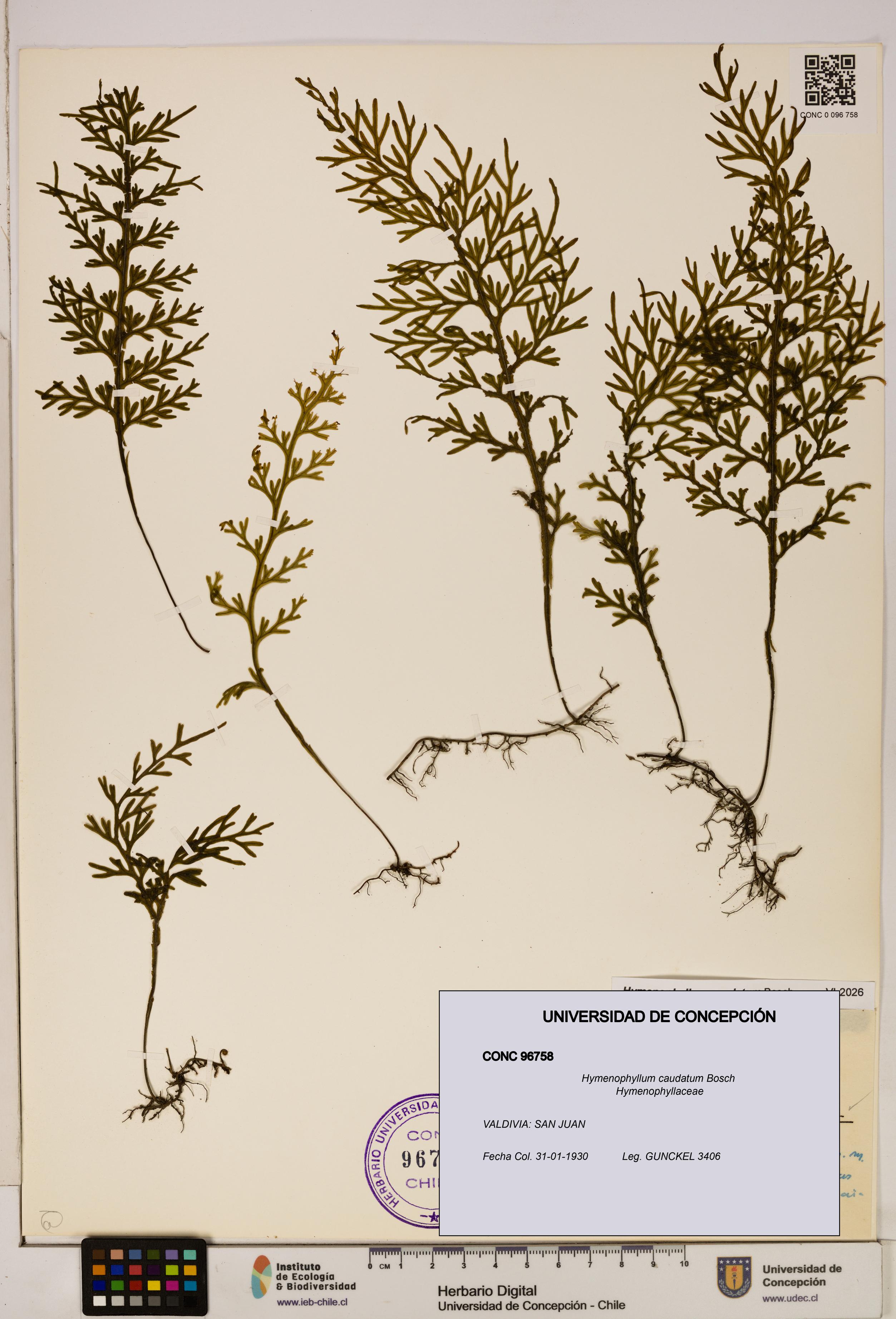 Hymenophyllum caudatum [Espécimen: UDEC:CONC:0096758]