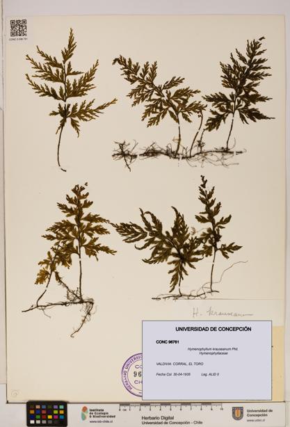 Hymenophyllum krauseanum [Espécimen: ]