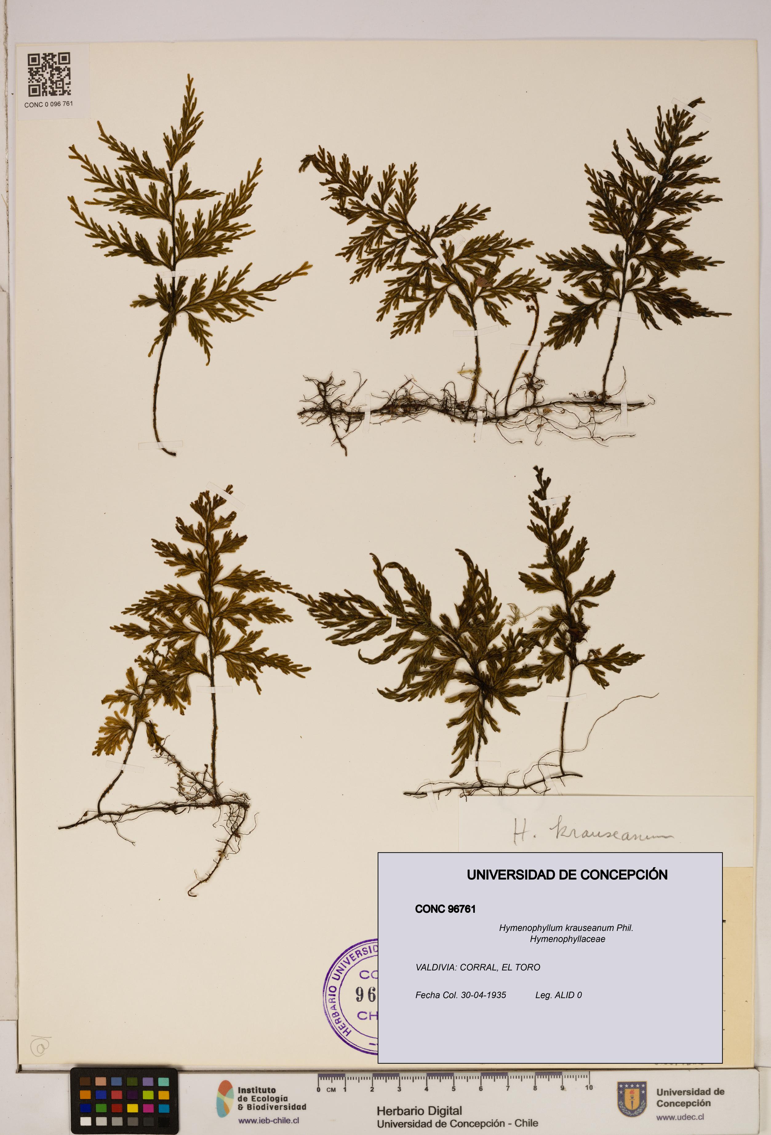 Hymenophyllum krauseanum [Espécimen: ]