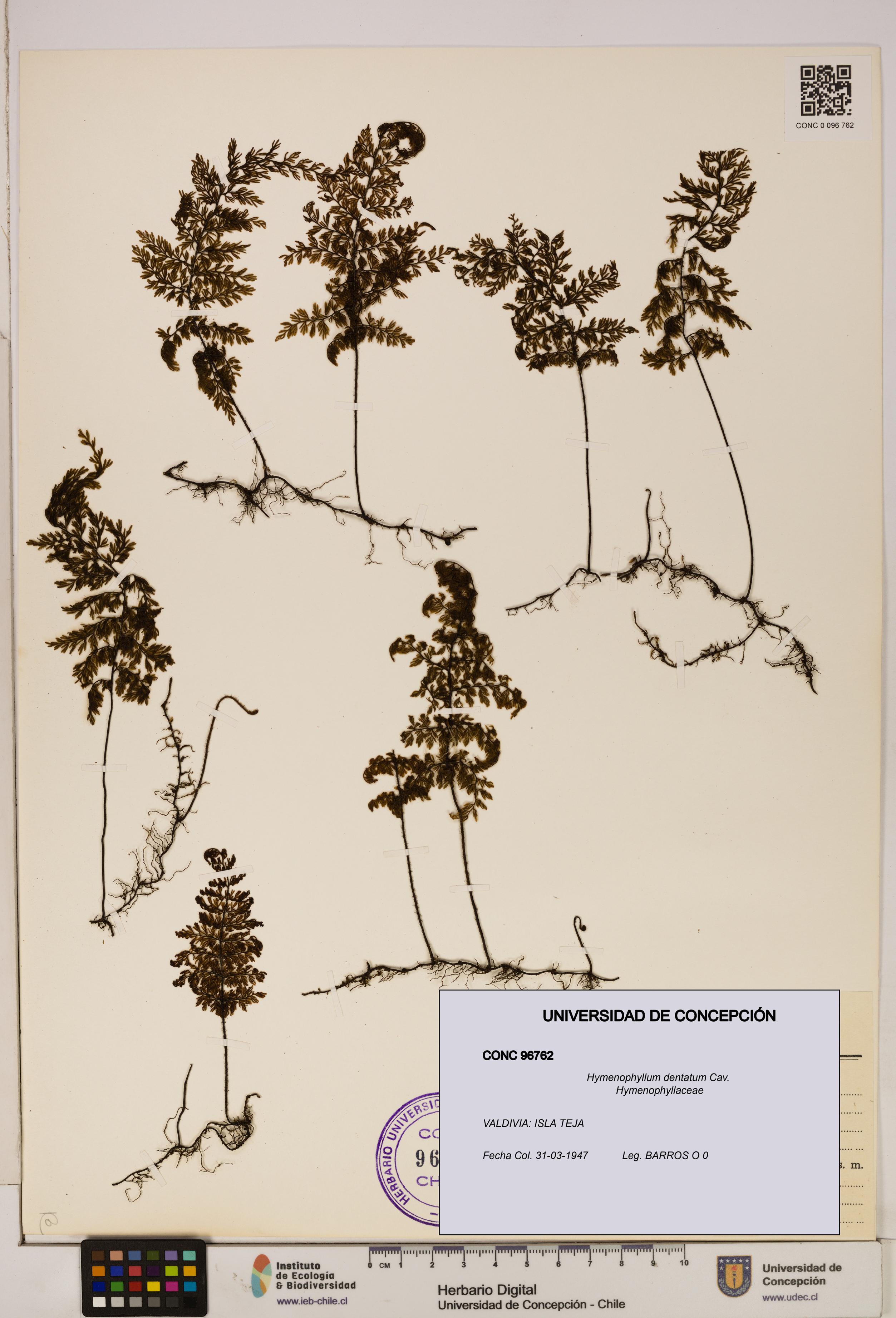 Hymenophyllum dentatum [Espécimen: UDEC:CONC:0096762]