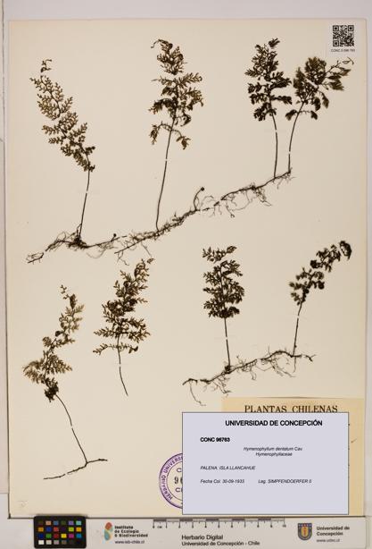 Hymenophyllum dentatum [Espécimen: UDEC:CONC:0096763]