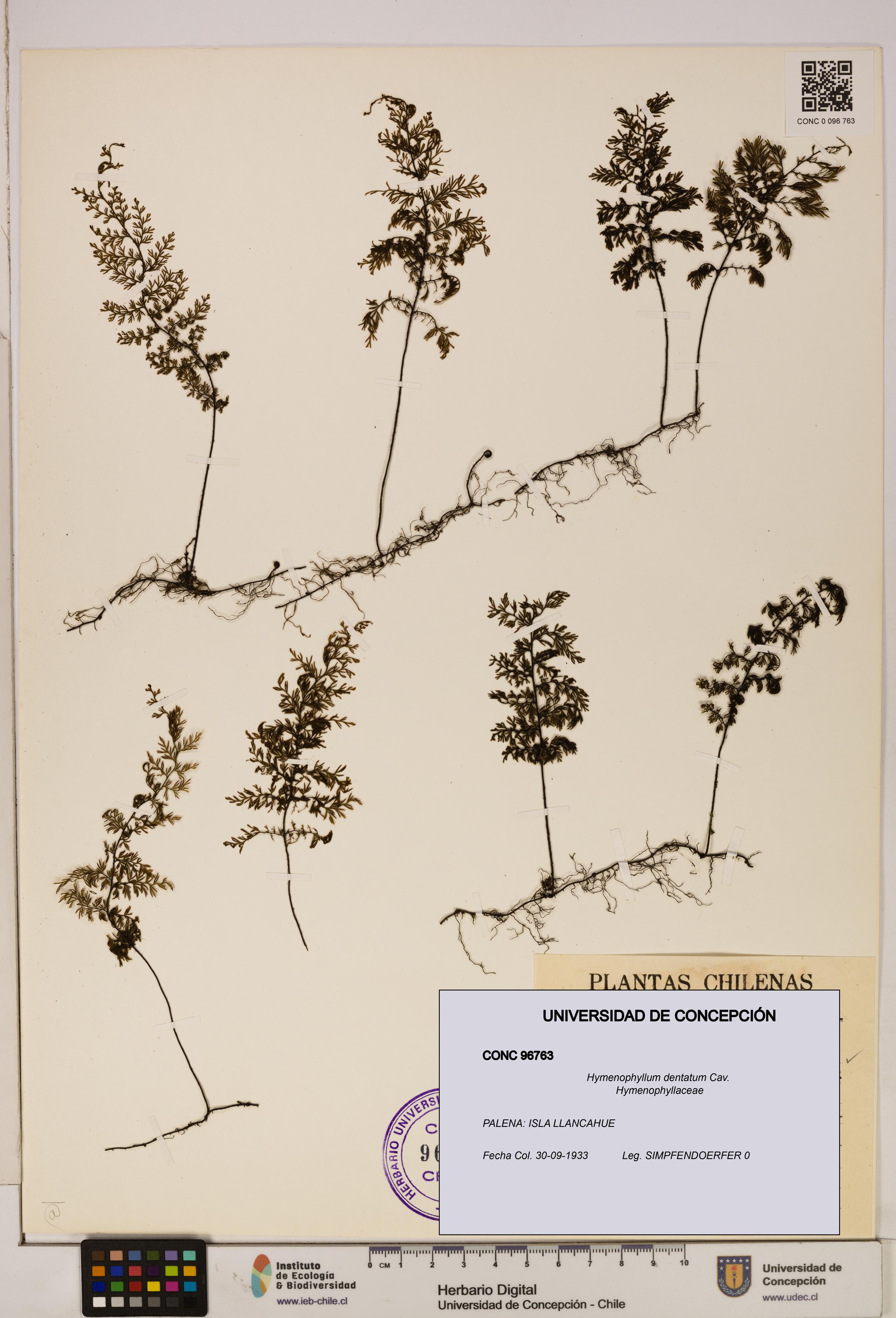 Hymenophyllum dentatum [Espécimen: UDEC:CONC:0096763]