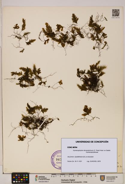 Hymenophyllum dicranotrichum [Espécimen: UDEC:CONC:0096764]