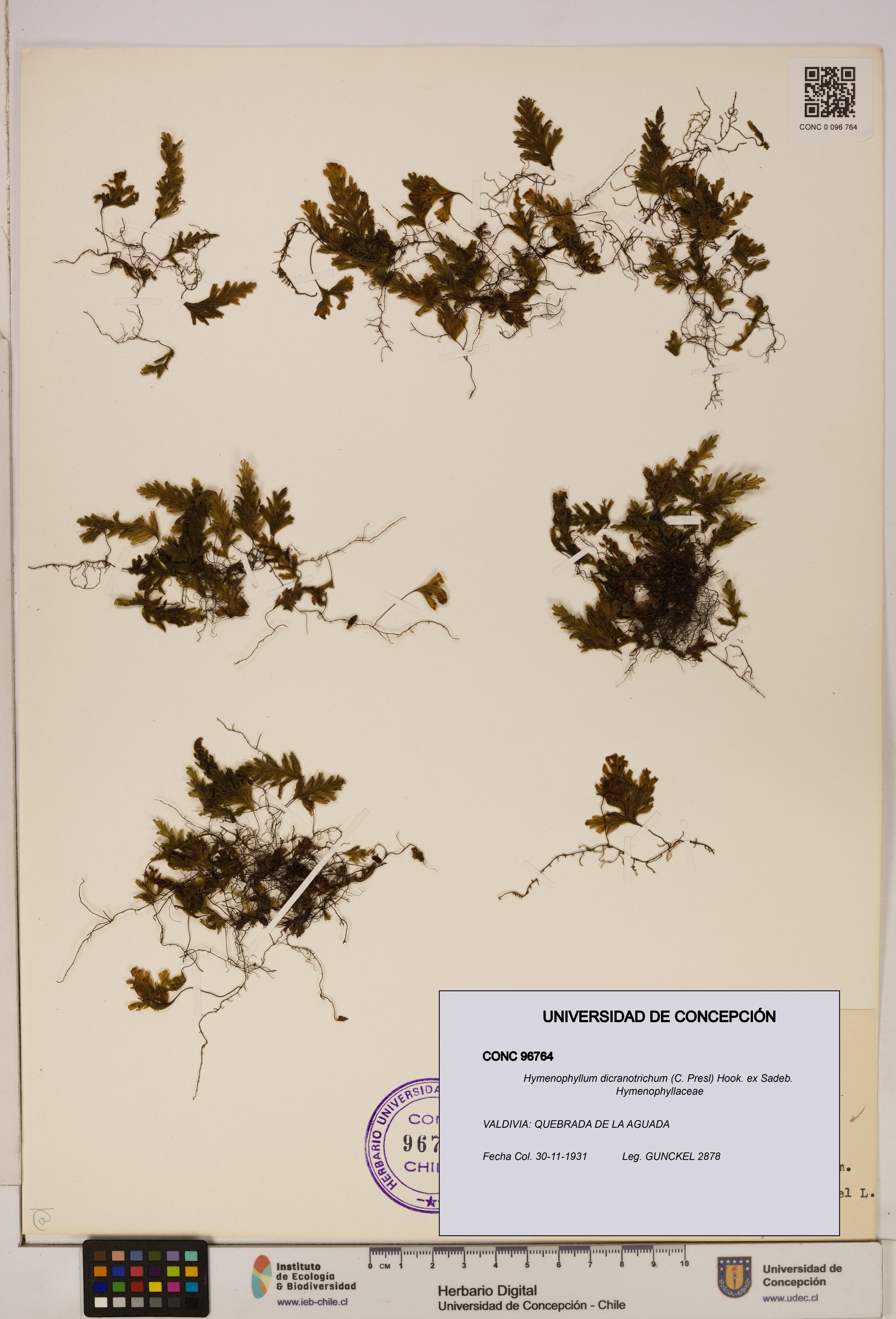 Hymenophyllum dicranotrichum [Espécimen: UDEC:CONC:0096764]