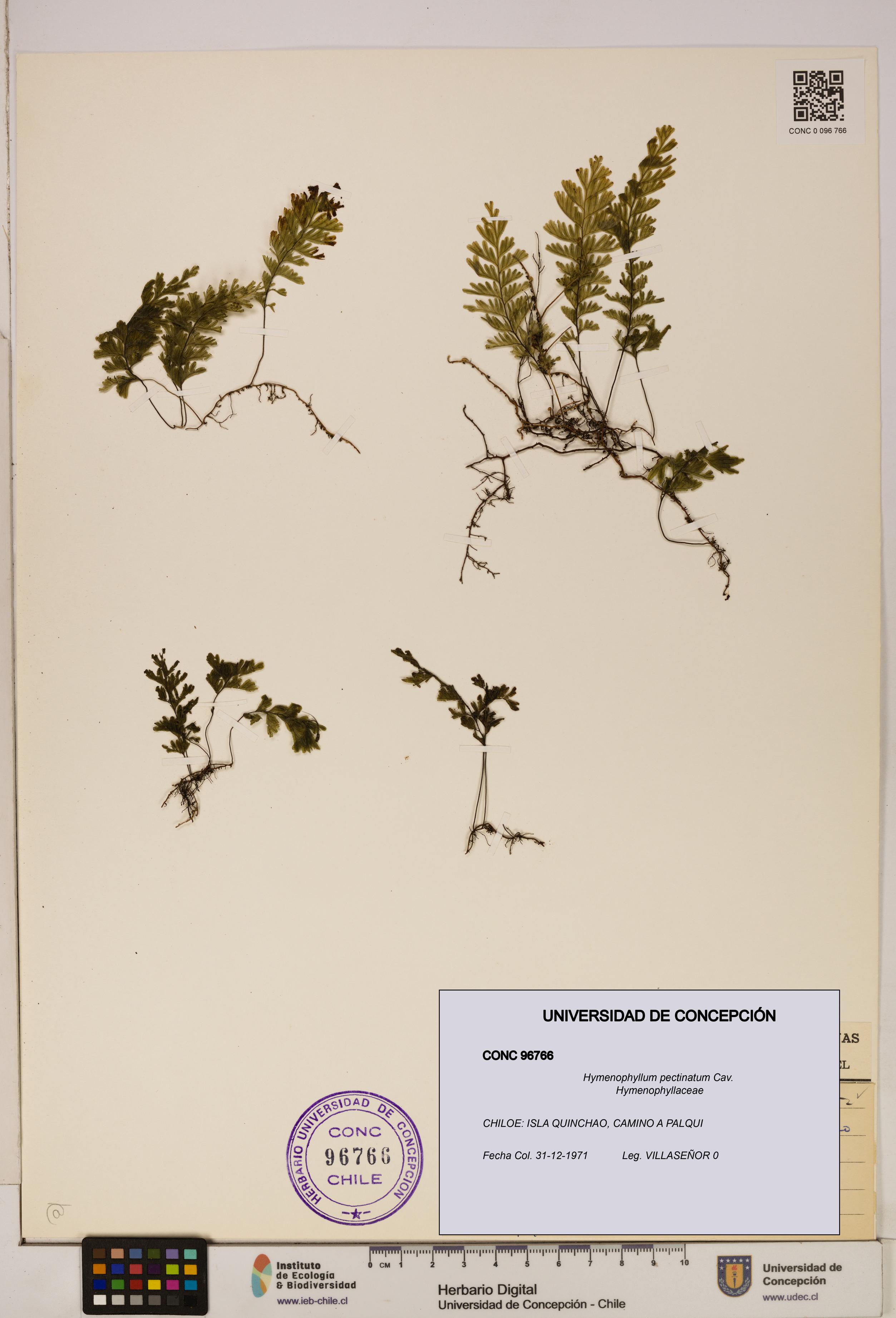 Hymenophyllum pectinatum [Espécimen: ]