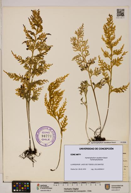 Hymenophyllum caudatum [Espécimen: UDEC:CONC:0096771]