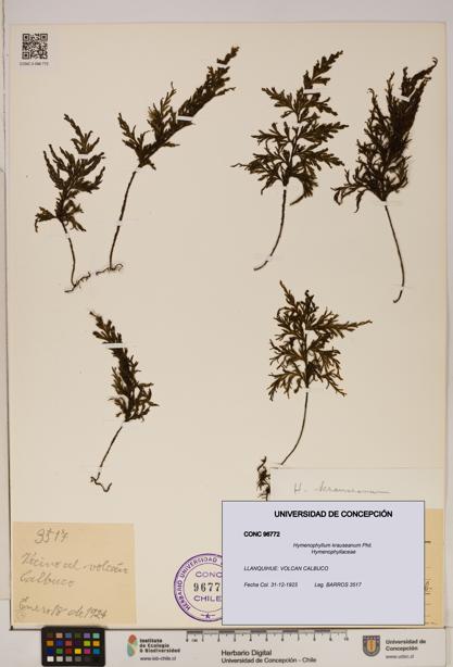 Hymenophyllum krauseanum [Espécimen: ]