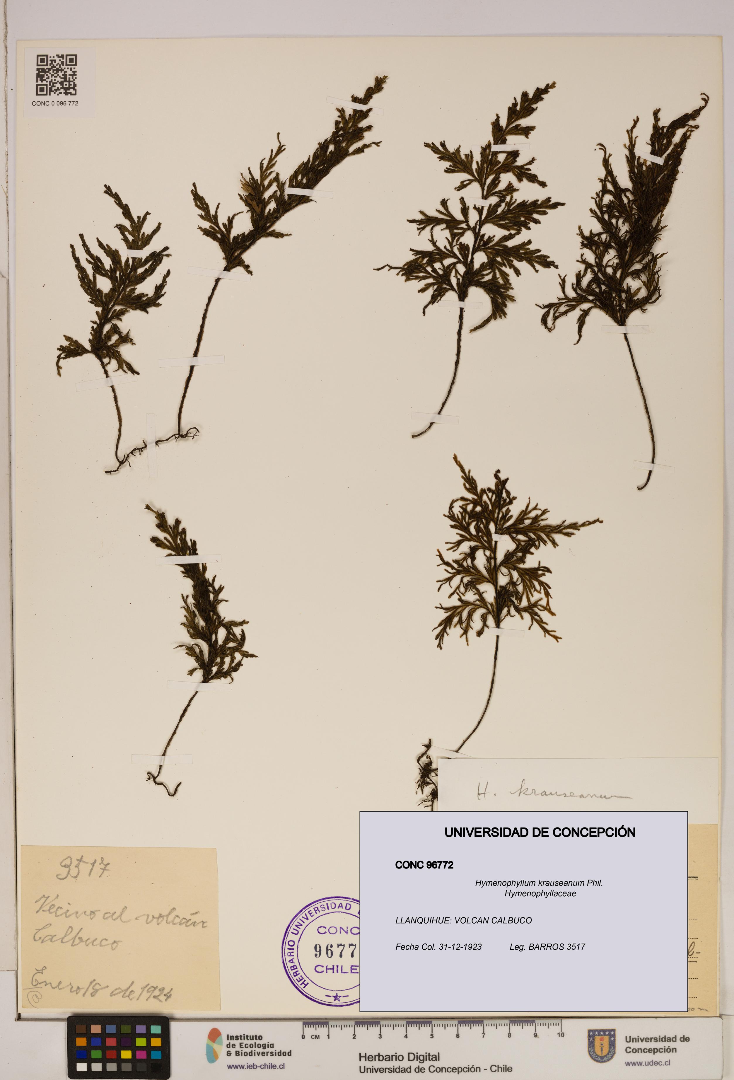 Hymenophyllum krauseanum [Espécimen: ]