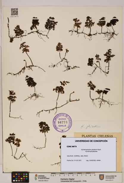 Hymenophyllum plicatum [Espécimen: ]