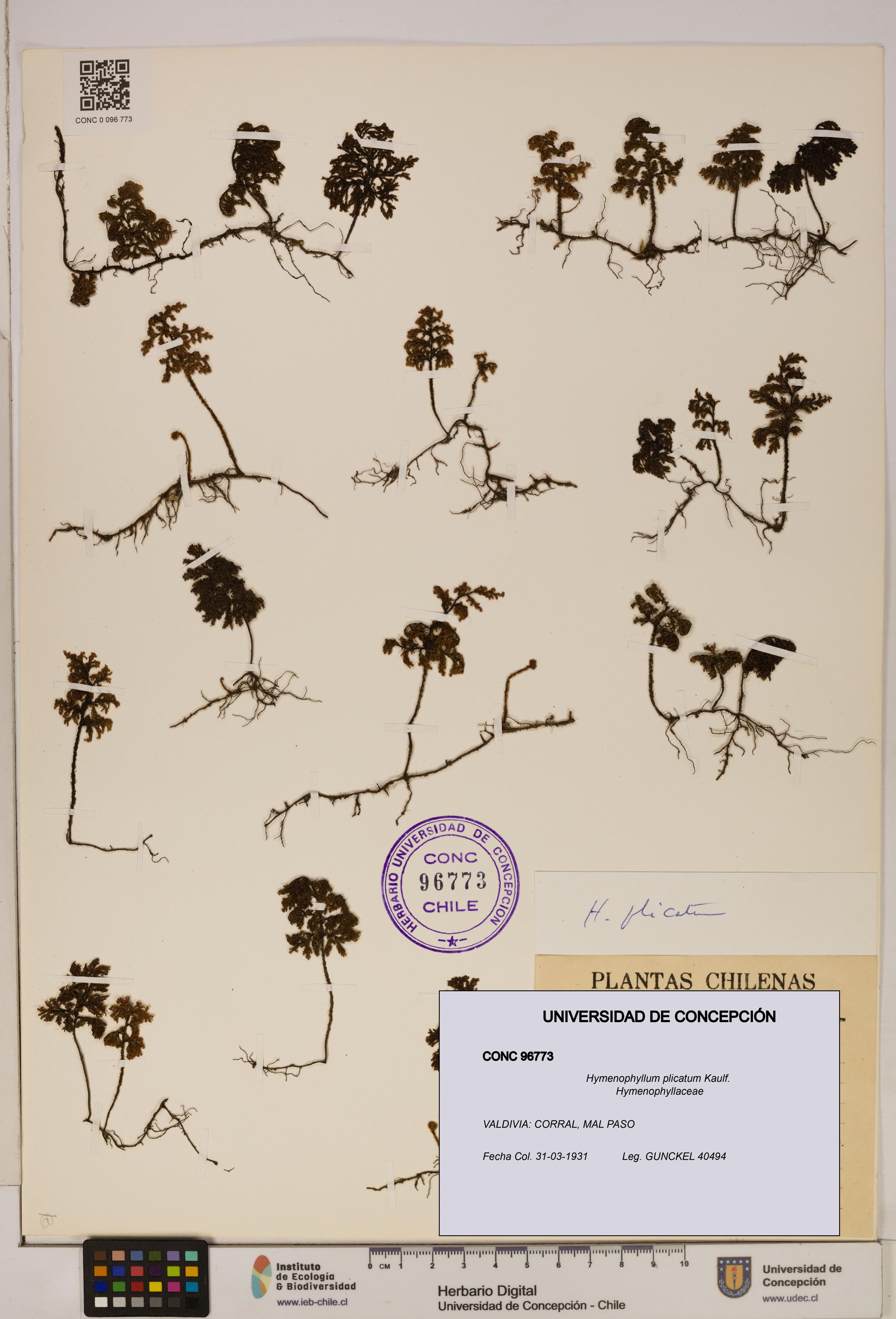 Hymenophyllum plicatum [Espécimen: ]