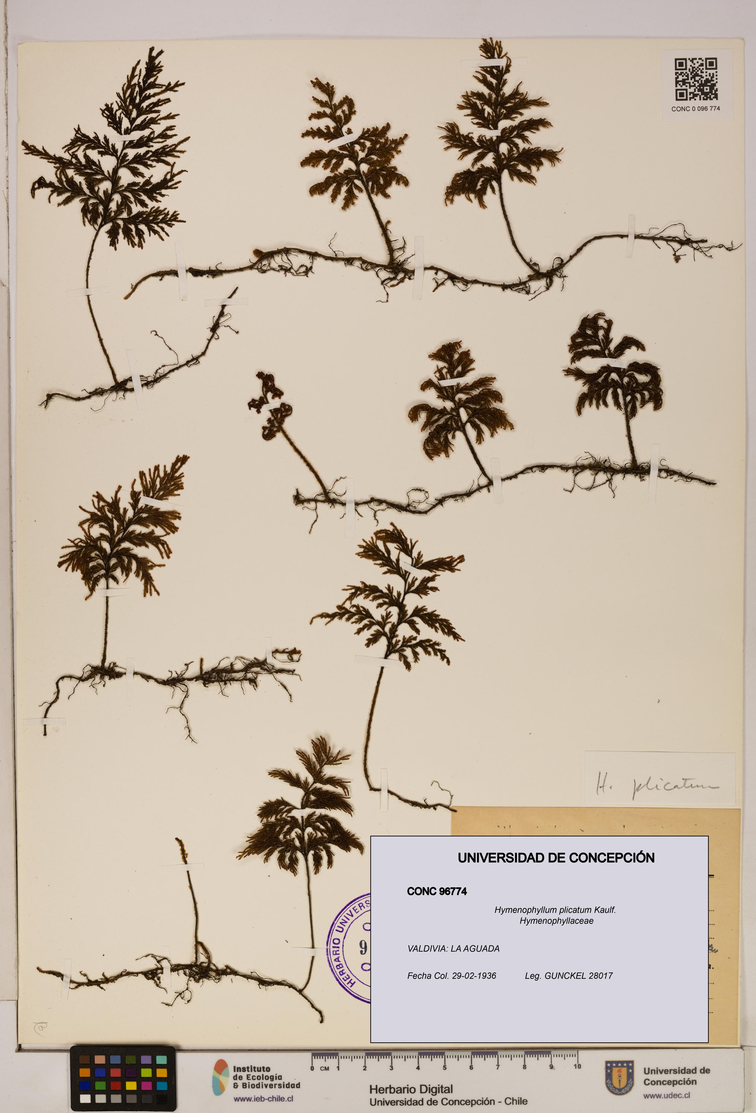 Hymenophyllum plicatum [Espécimen: ]