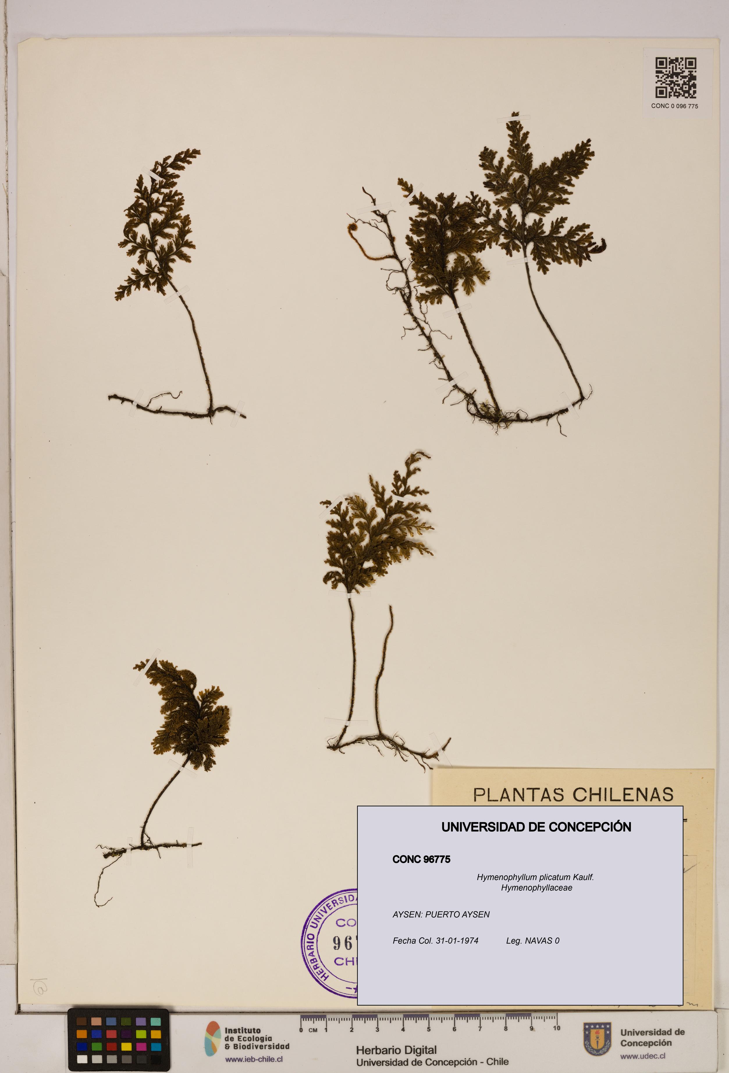 Hymenophyllum plicatum [Espécimen: ]
