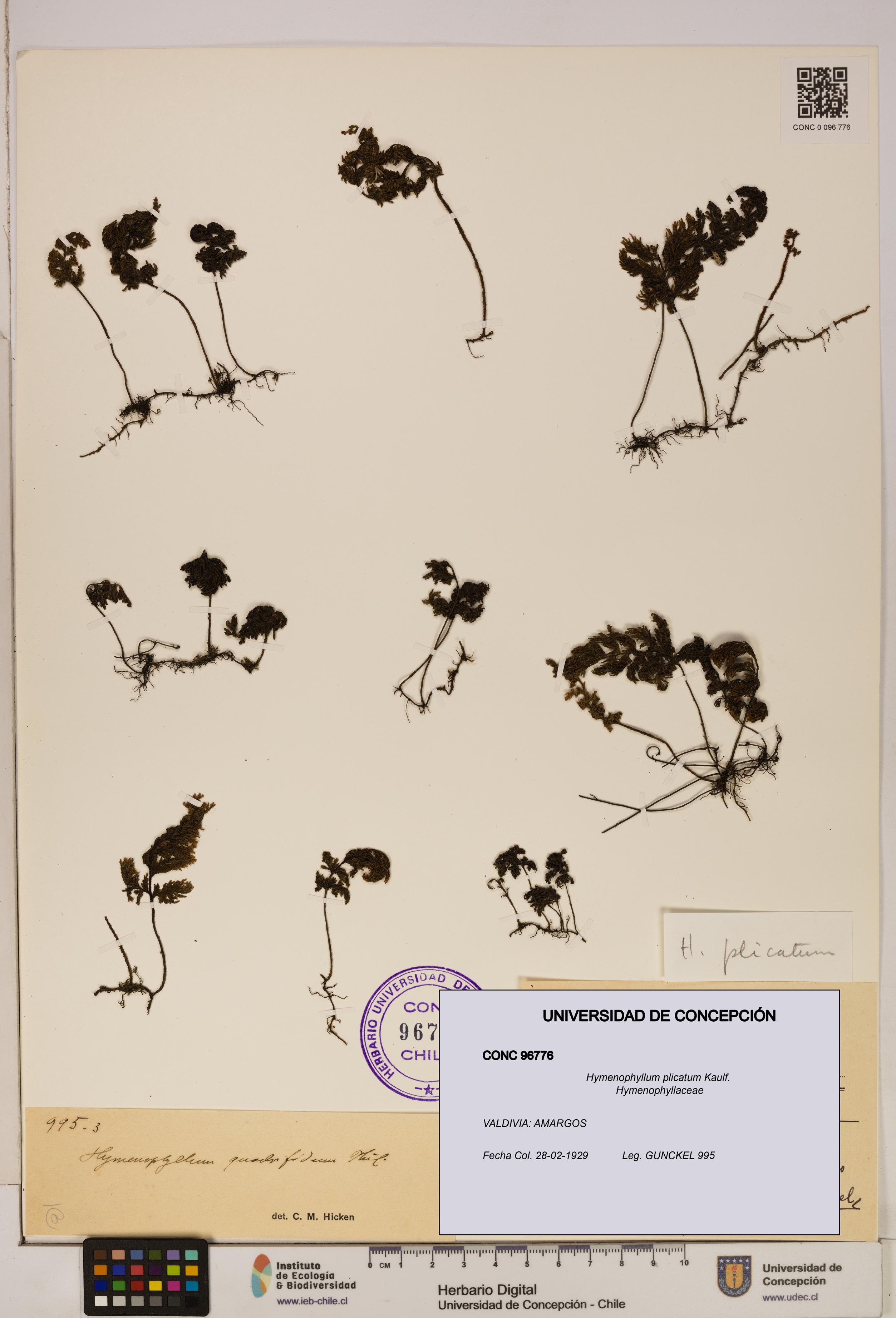 Hymenophyllum plicatum [Espécimen: ]