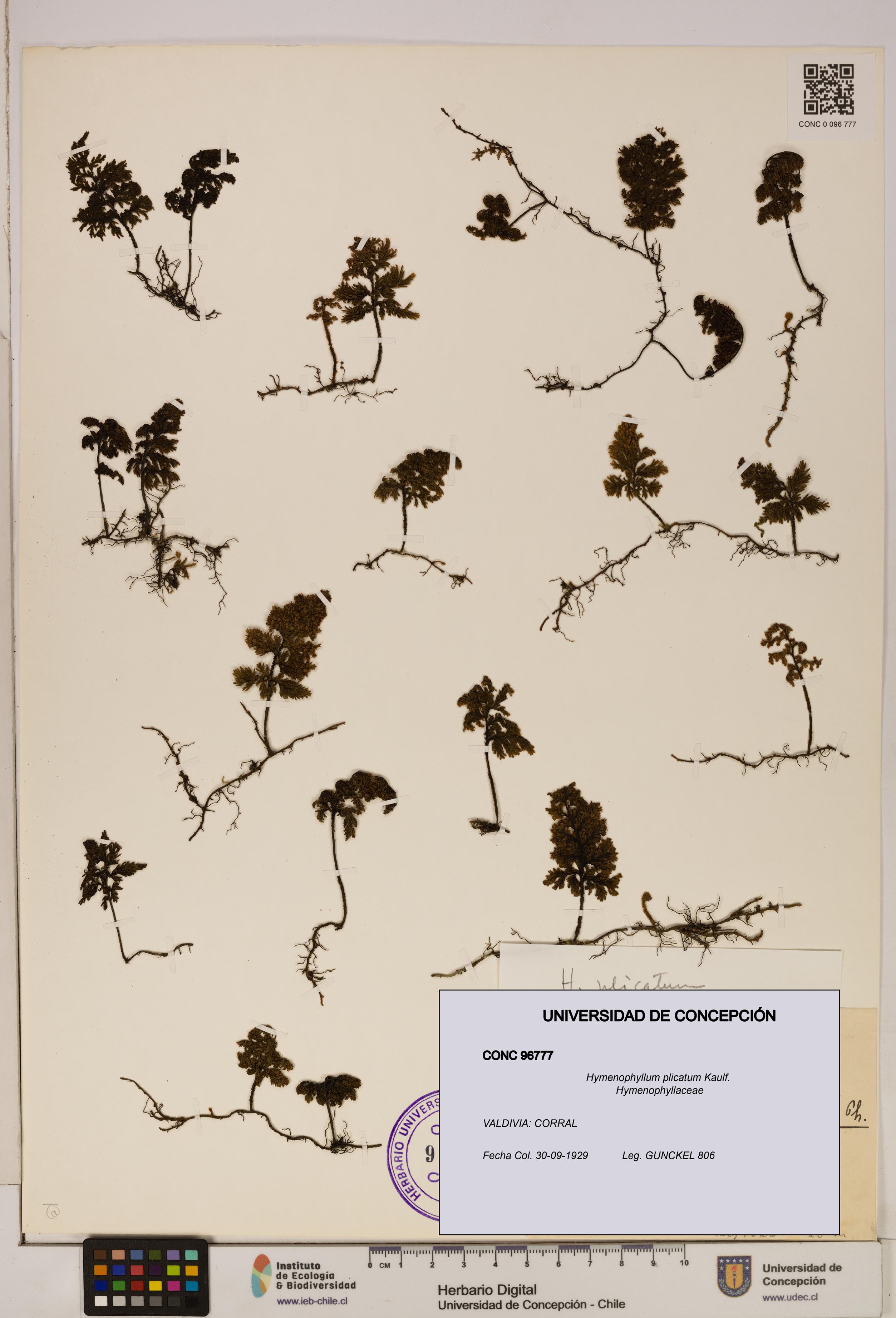 Hymenophyllum plicatum [Espécimen: ]