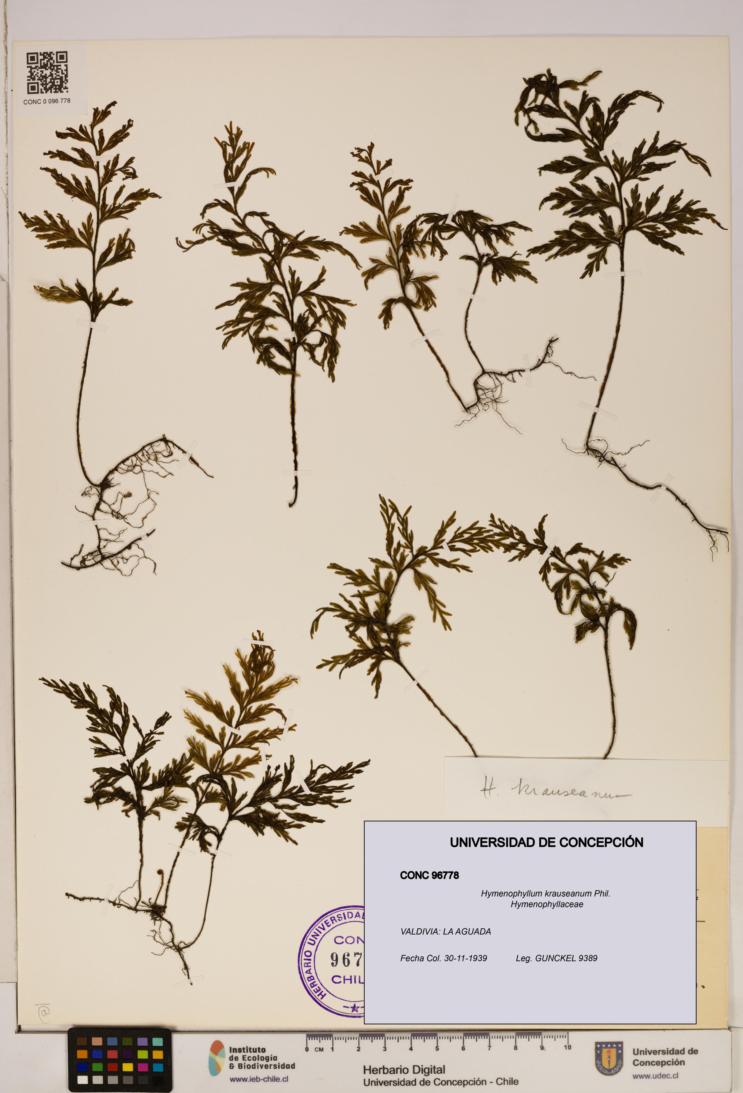 Hymenophyllum krauseanum [Espécimen: ]