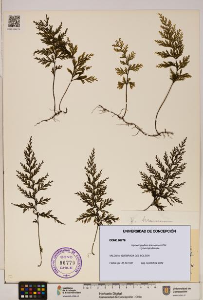 Hymenophyllum krauseanum [Espécimen: ]
