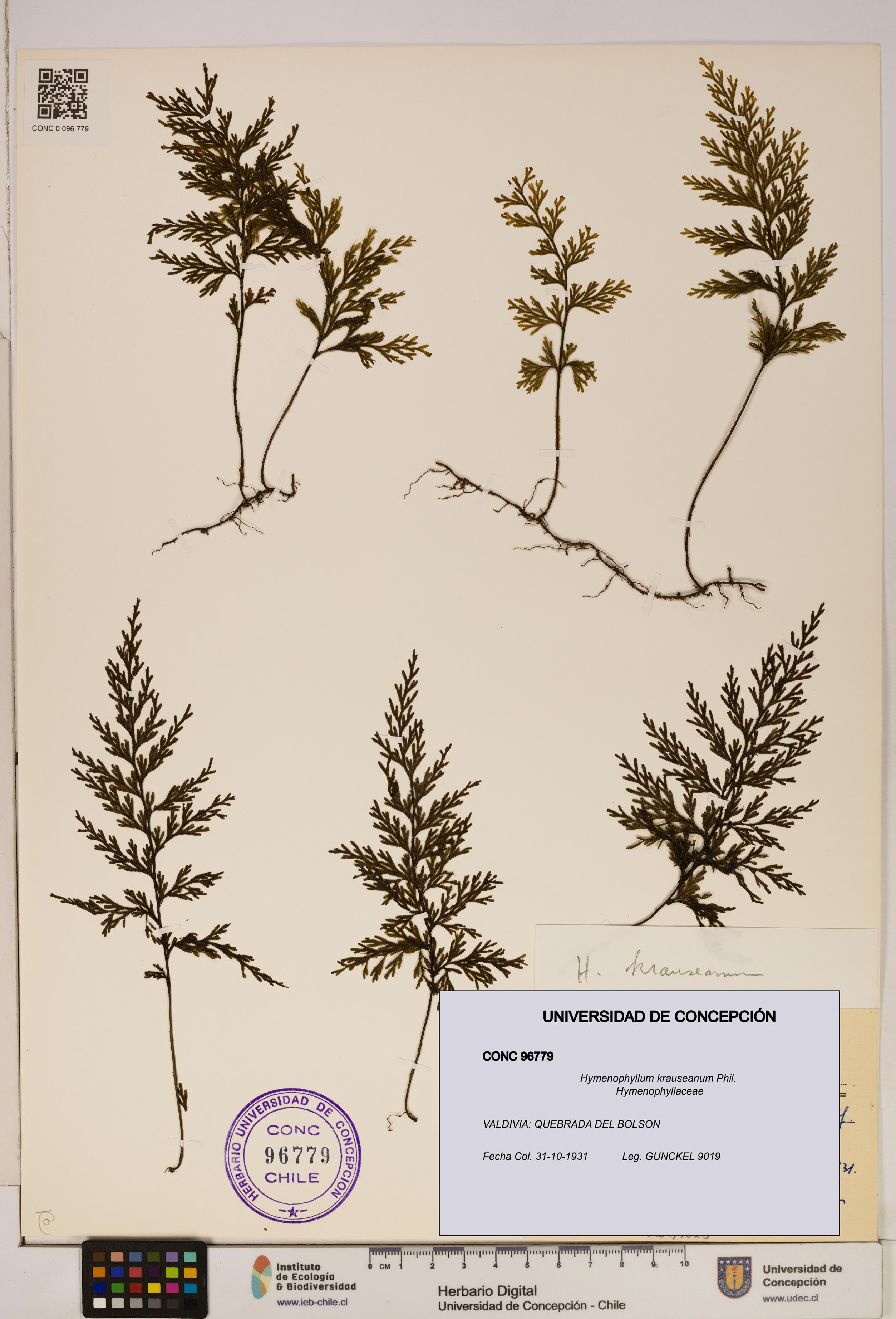 Hymenophyllum krauseanum [Espécimen: ]