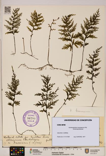 Hymenophyllum krauseanum [Espécimen: ]