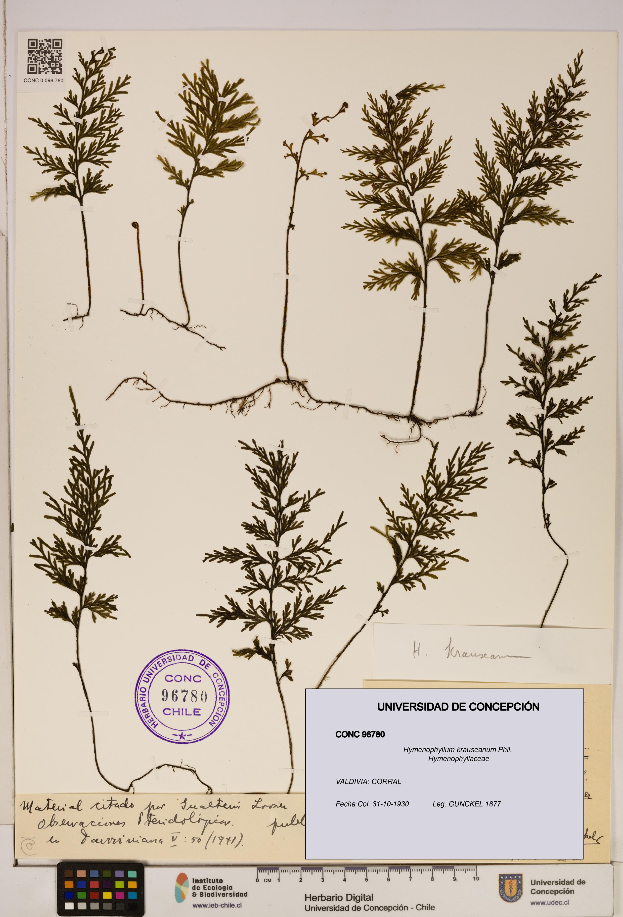 Hymenophyllum krauseanum [Espécimen: ]