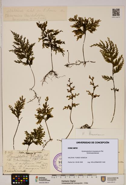 Hymenophyllum krauseanum [Espécimen: ]