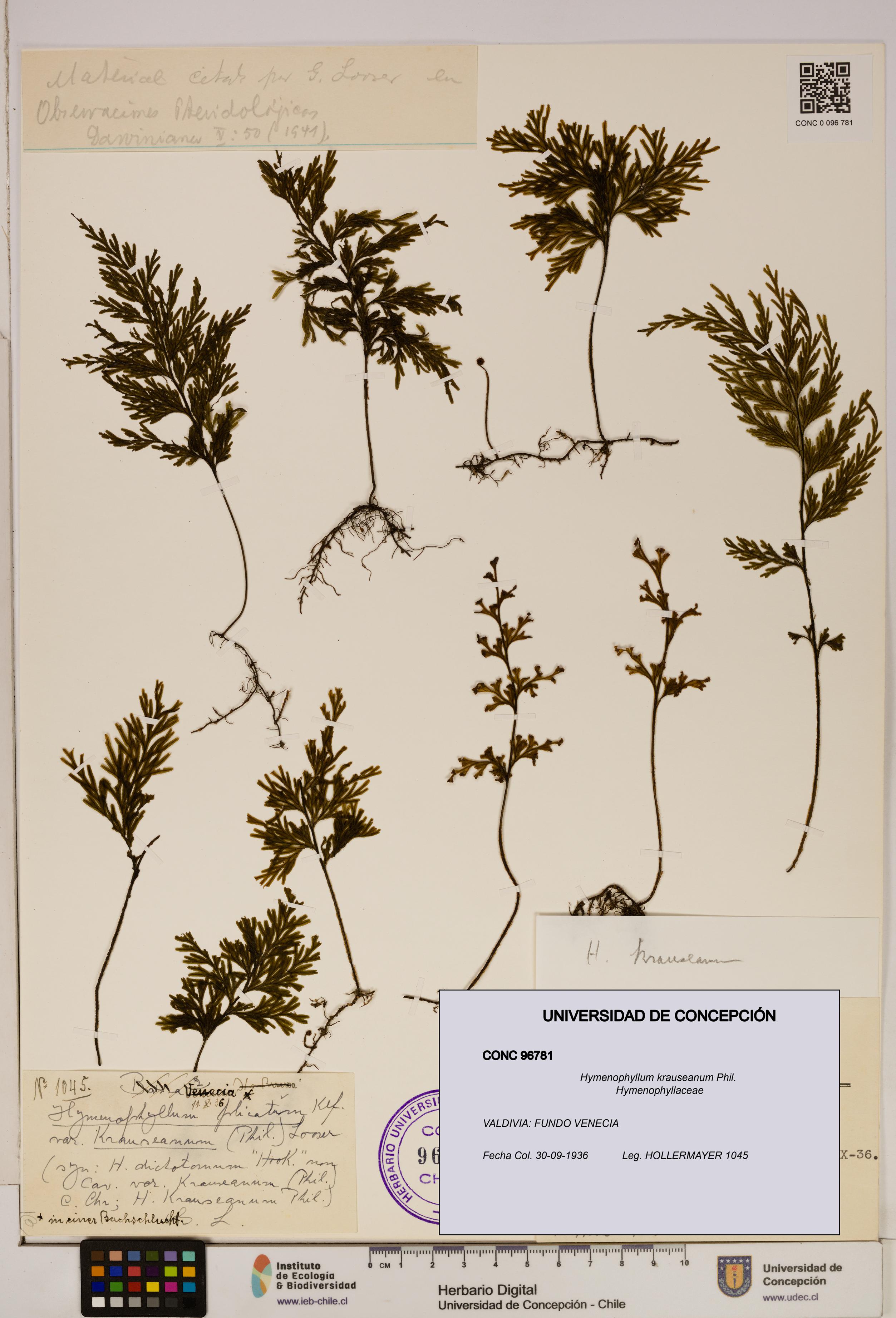 Hymenophyllum krauseanum [Espécimen: ]