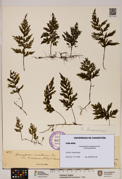 Hymenophyllum krauseanum [Espécimen: ]