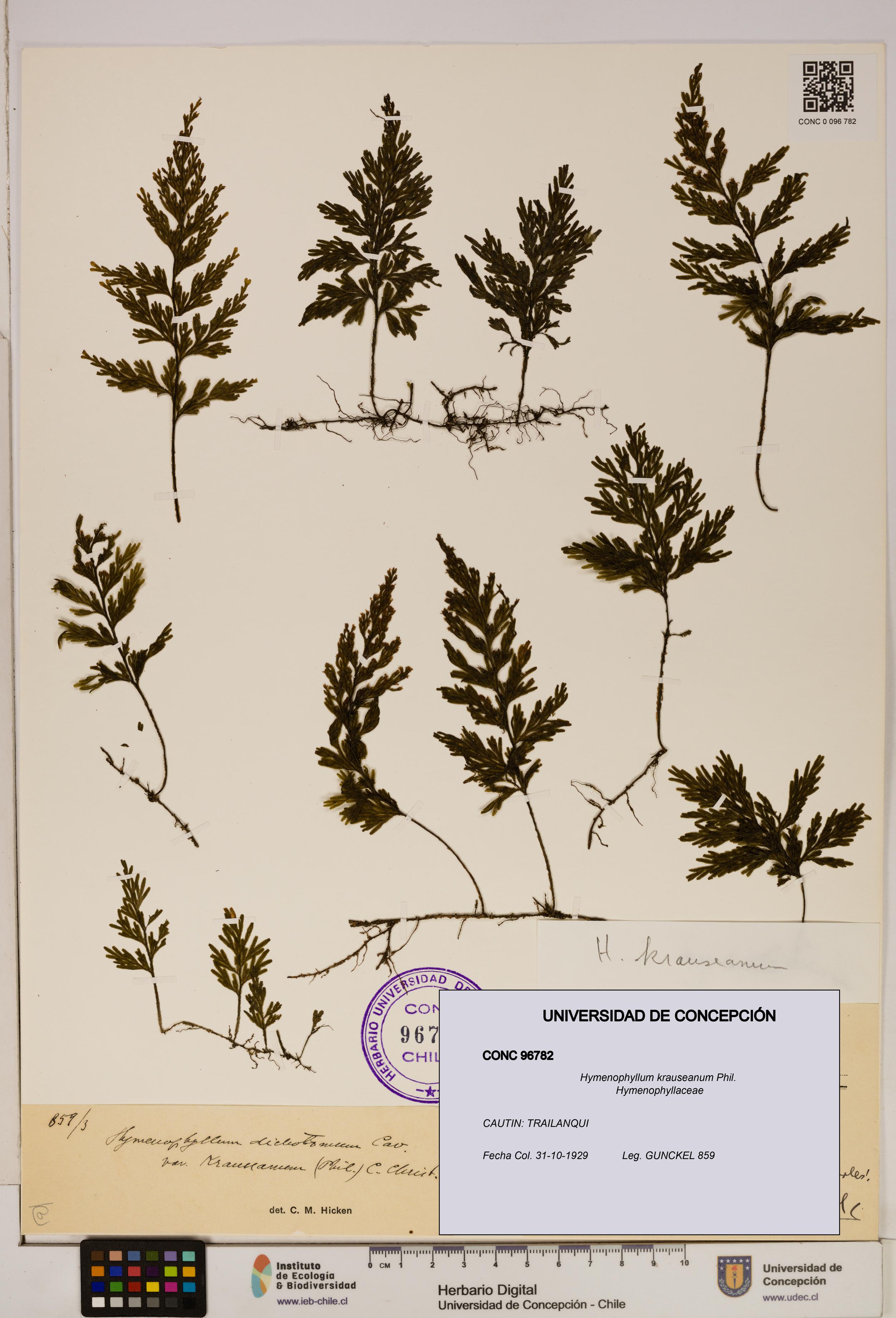 Hymenophyllum krauseanum [Espécimen: ]